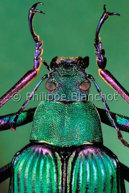 Campsiomorpha ducali.JPG - in "Portraits d'insectes" ed. SeuilCampsiomorpha ducaliTenebrionDarkling beetleColeopteraTenebrionidaeIndonesie